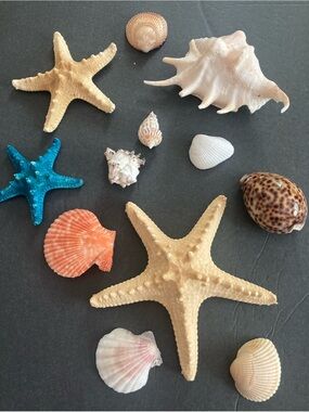 Decorative Assorted Seashell and Starfish Collection in Natural and Teal